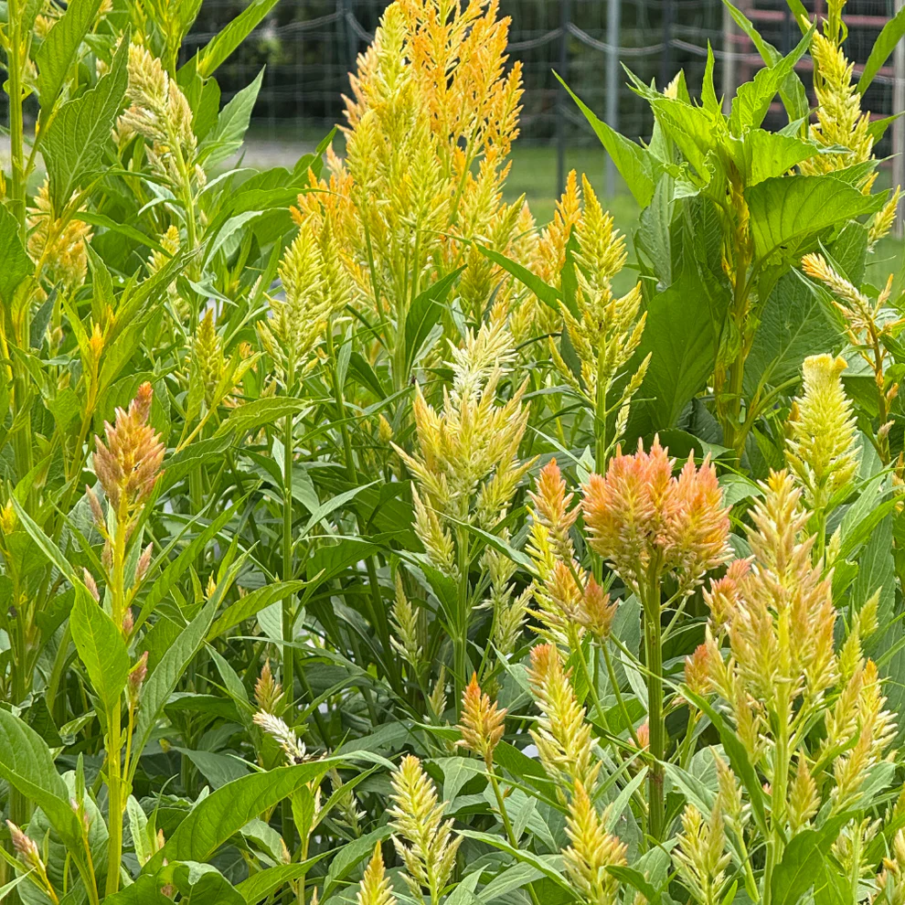 Celosia