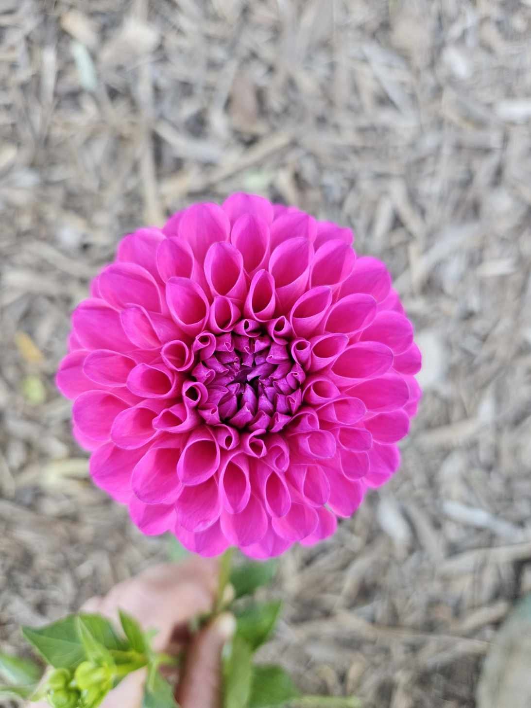 Dahlia Chimicum Kate