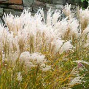 Grass