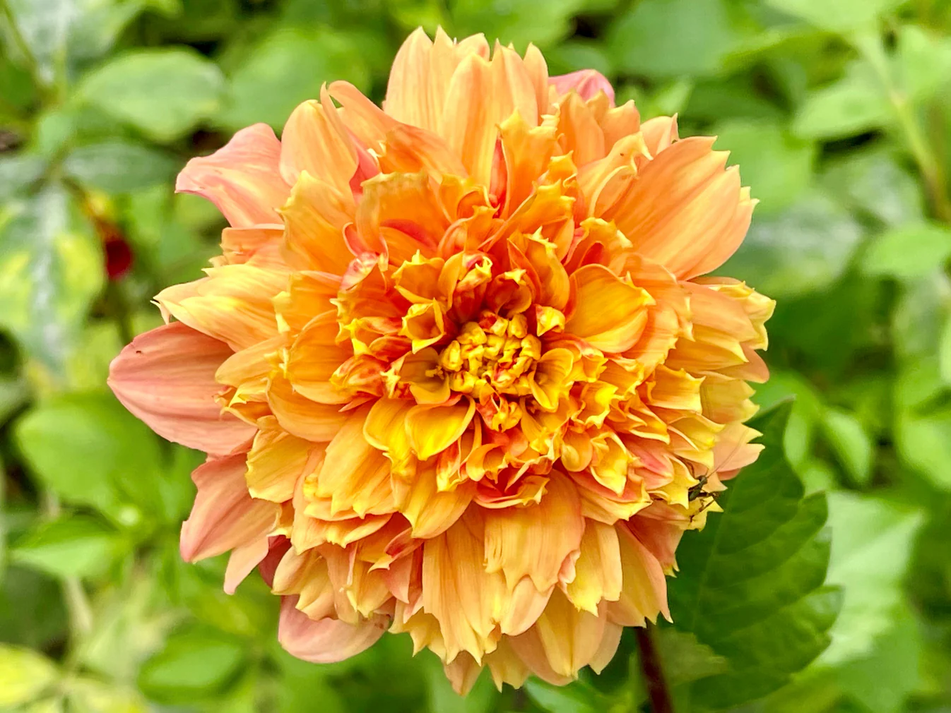 Dahlia