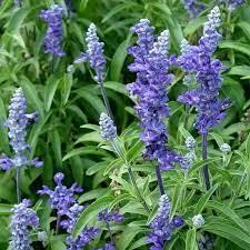 Salvia, Blue