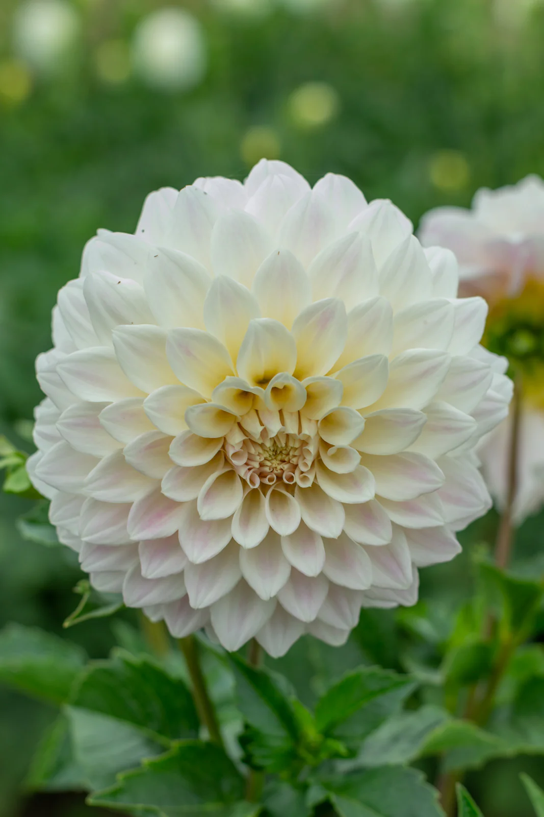 Dahlia