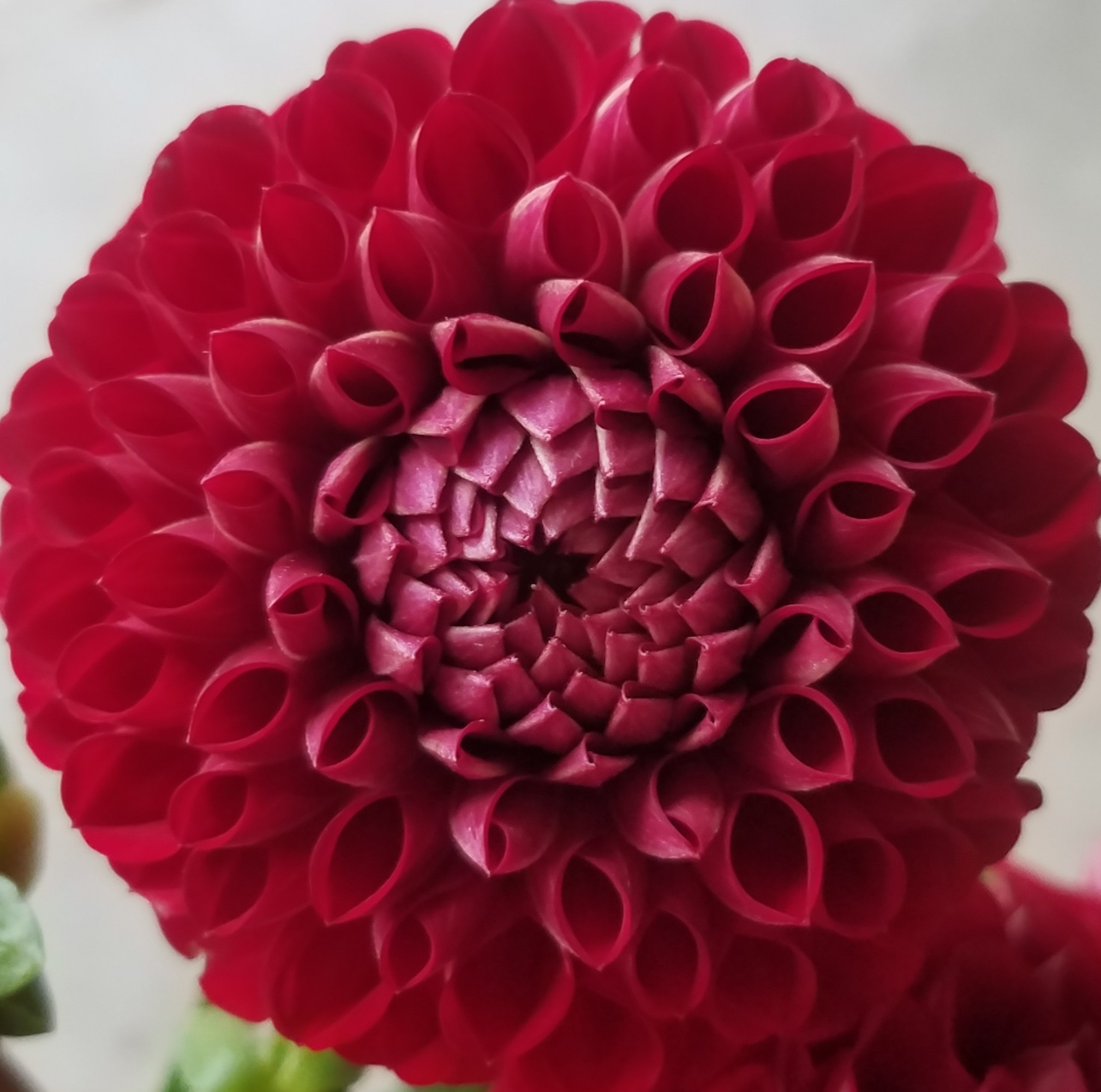 Dahlia Cornel