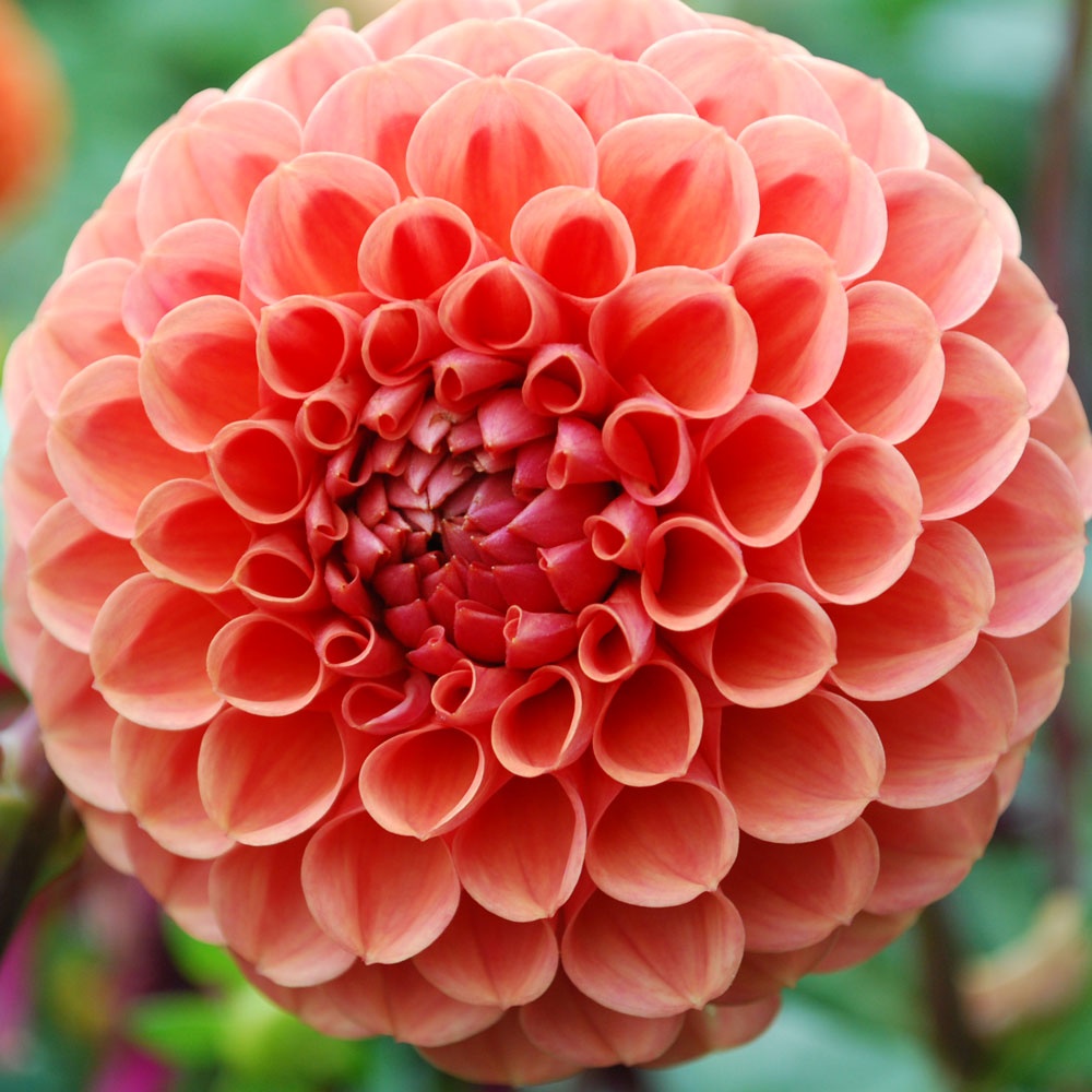 Dahlia Cornel Bronze