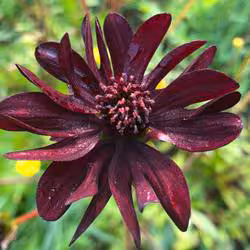 Cosmo