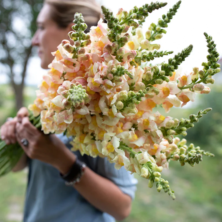 Snapdragon
