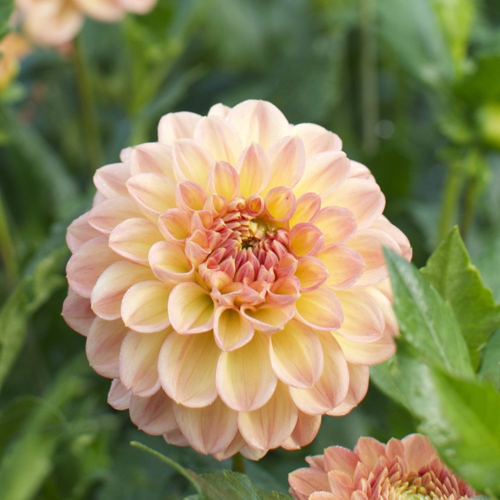 Dahlia Lark's Ebb