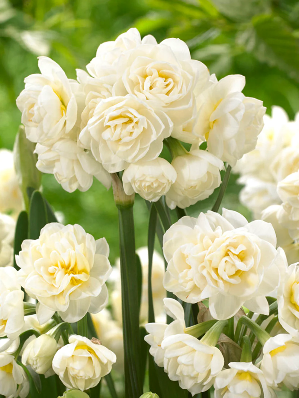 Daffodil