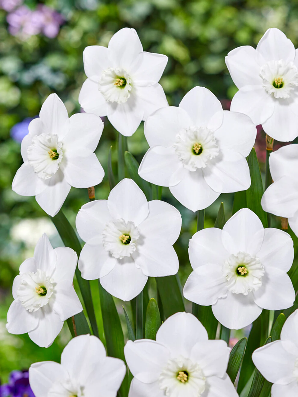 Daffodil
