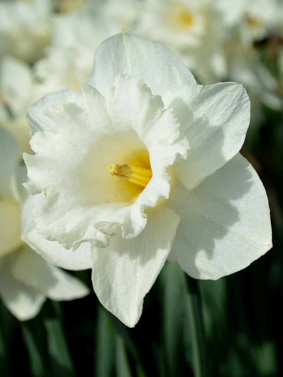 Daffodil