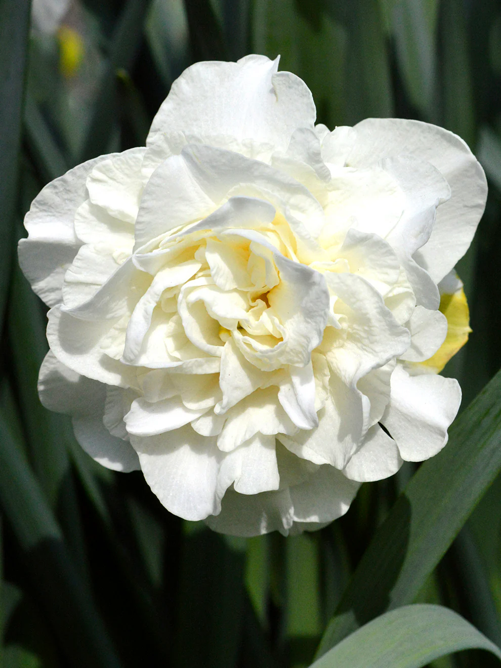 Daffodil