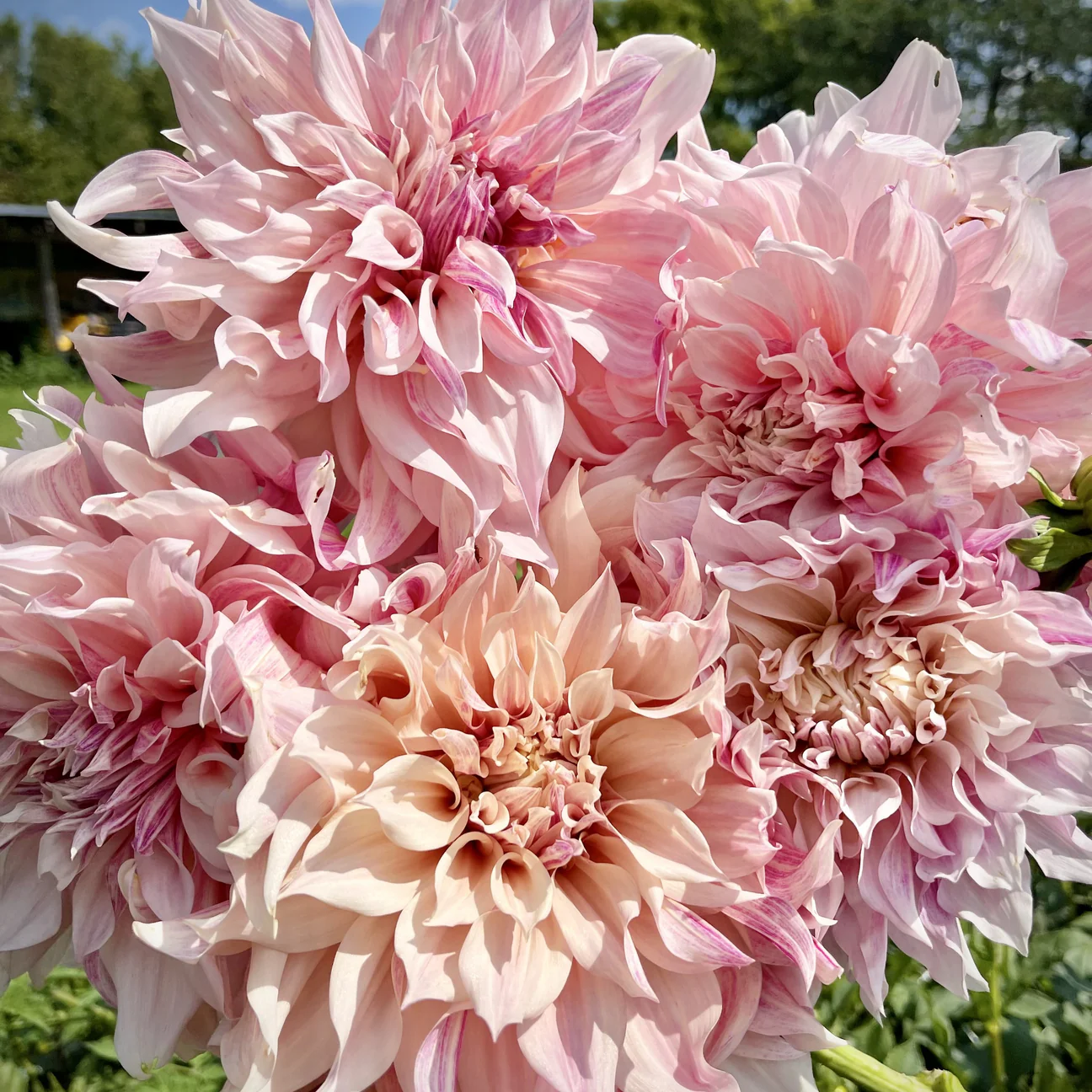 Dahlia