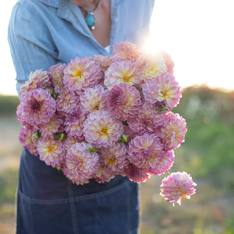 Dahlia