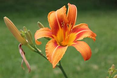 Day Lily