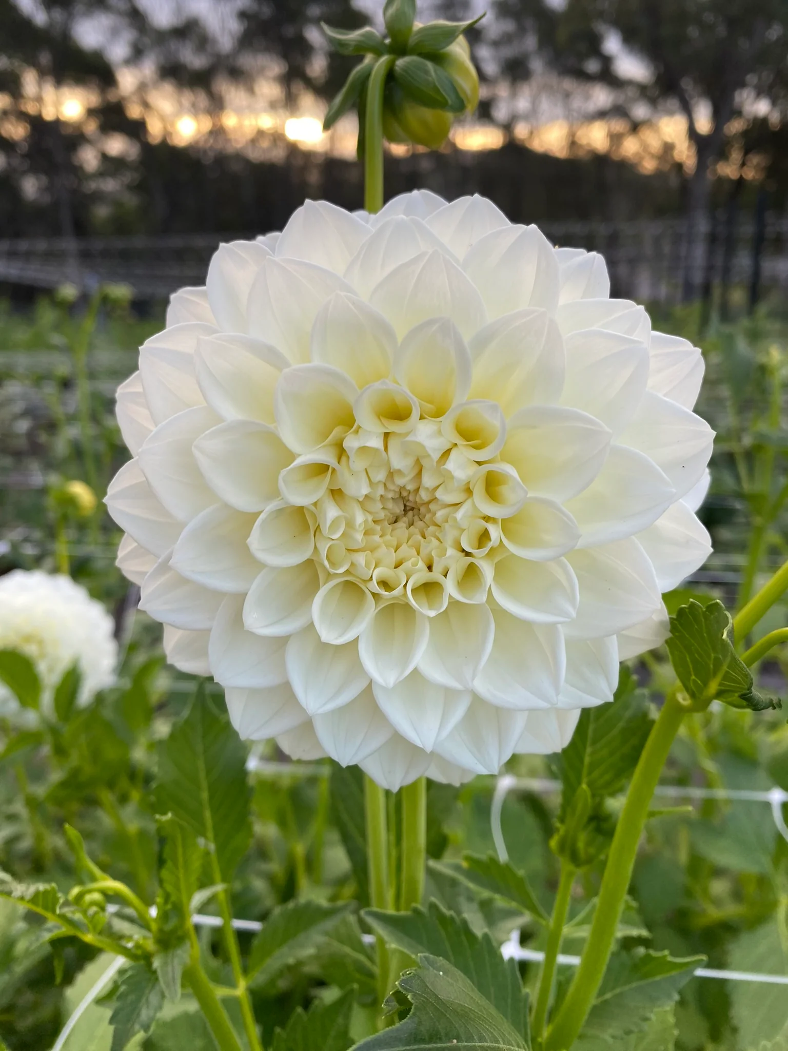 Dahlia