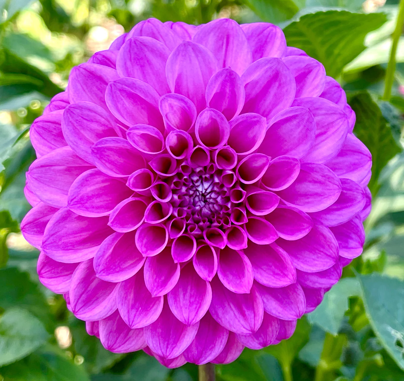 Dahlia