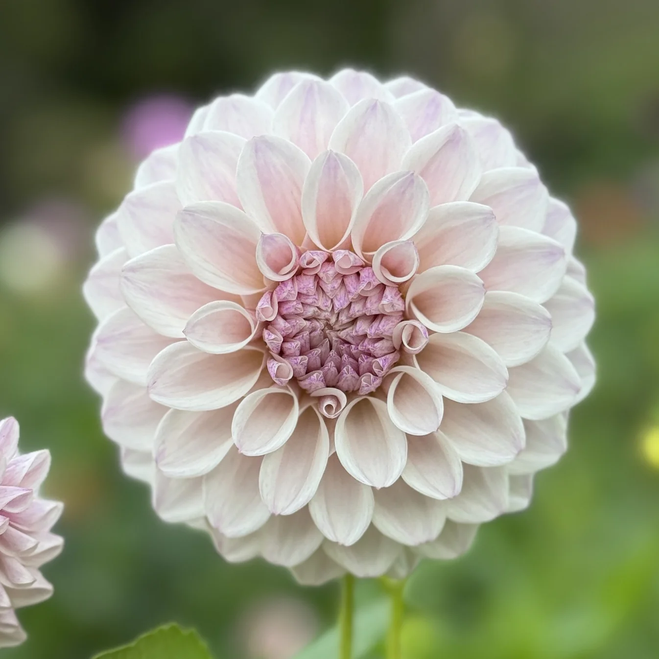 Dahlia