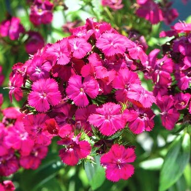 Dianthus Cherry