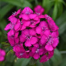 Dianthus Purple
