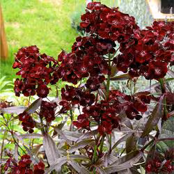 Dianthus