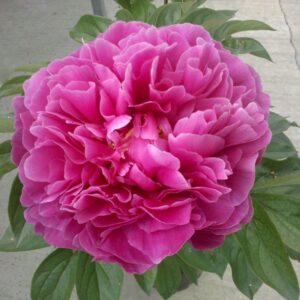 Peony