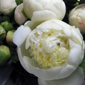 Peony