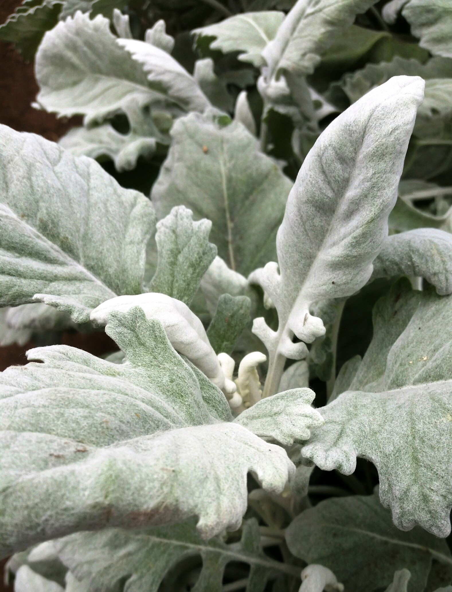 Dusty Miller