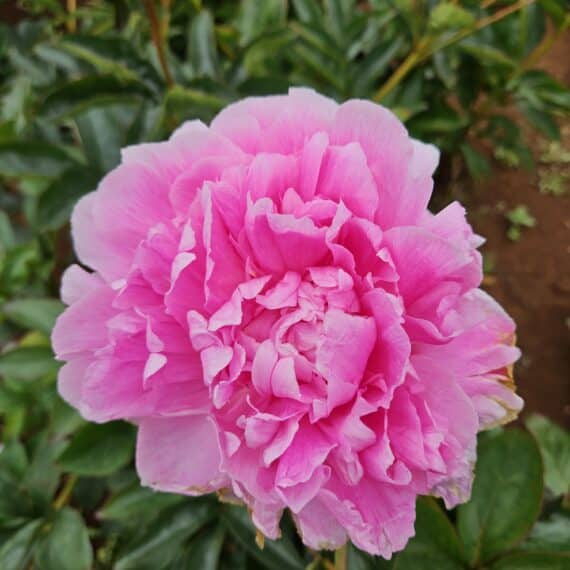 Peony