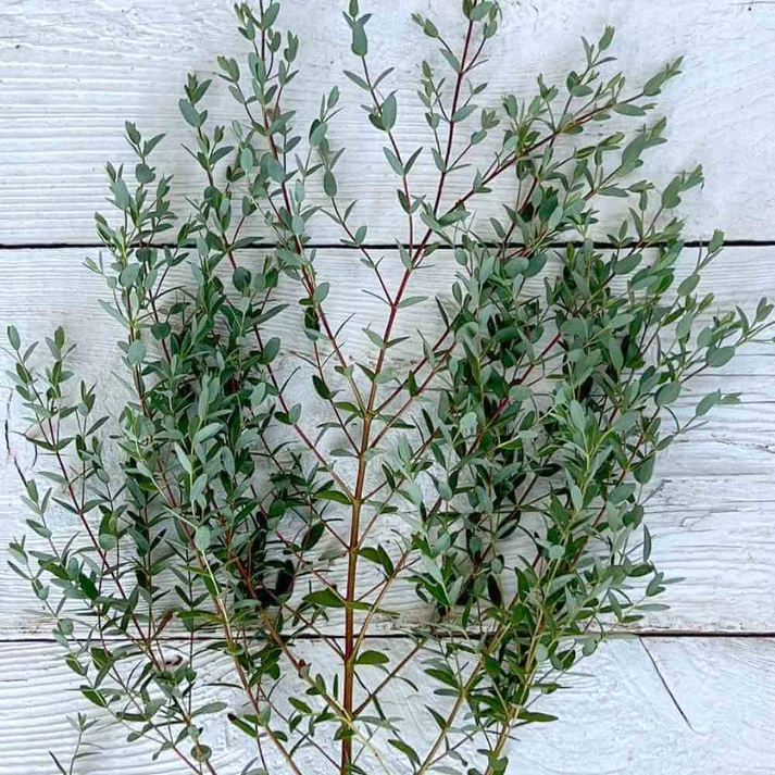 Eucalyptus