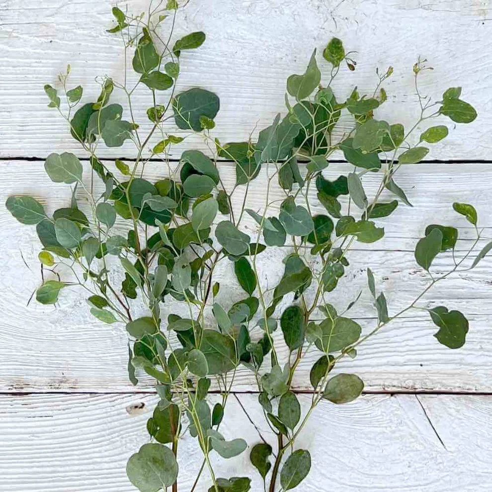 Eucalyptus