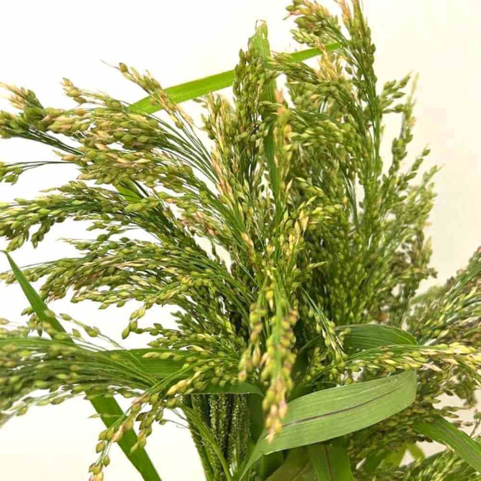 Grass