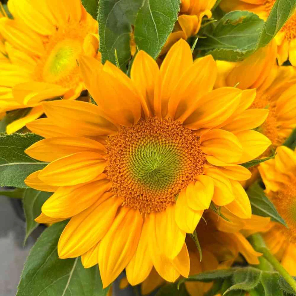 Sun Flower