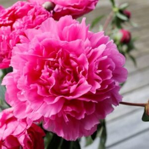 Peony