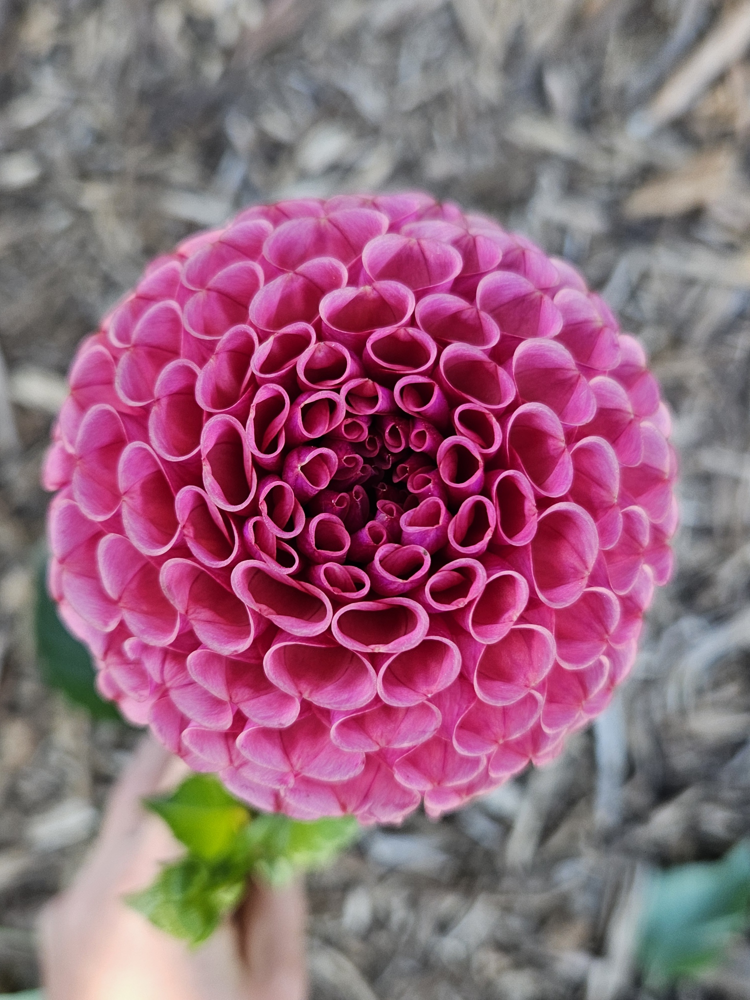 Dahlia Ferncliff Rusty