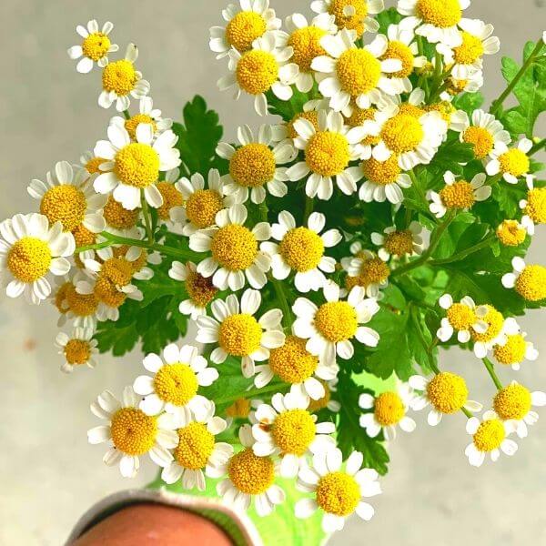 Feverfew