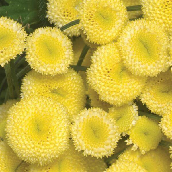 Feverfew