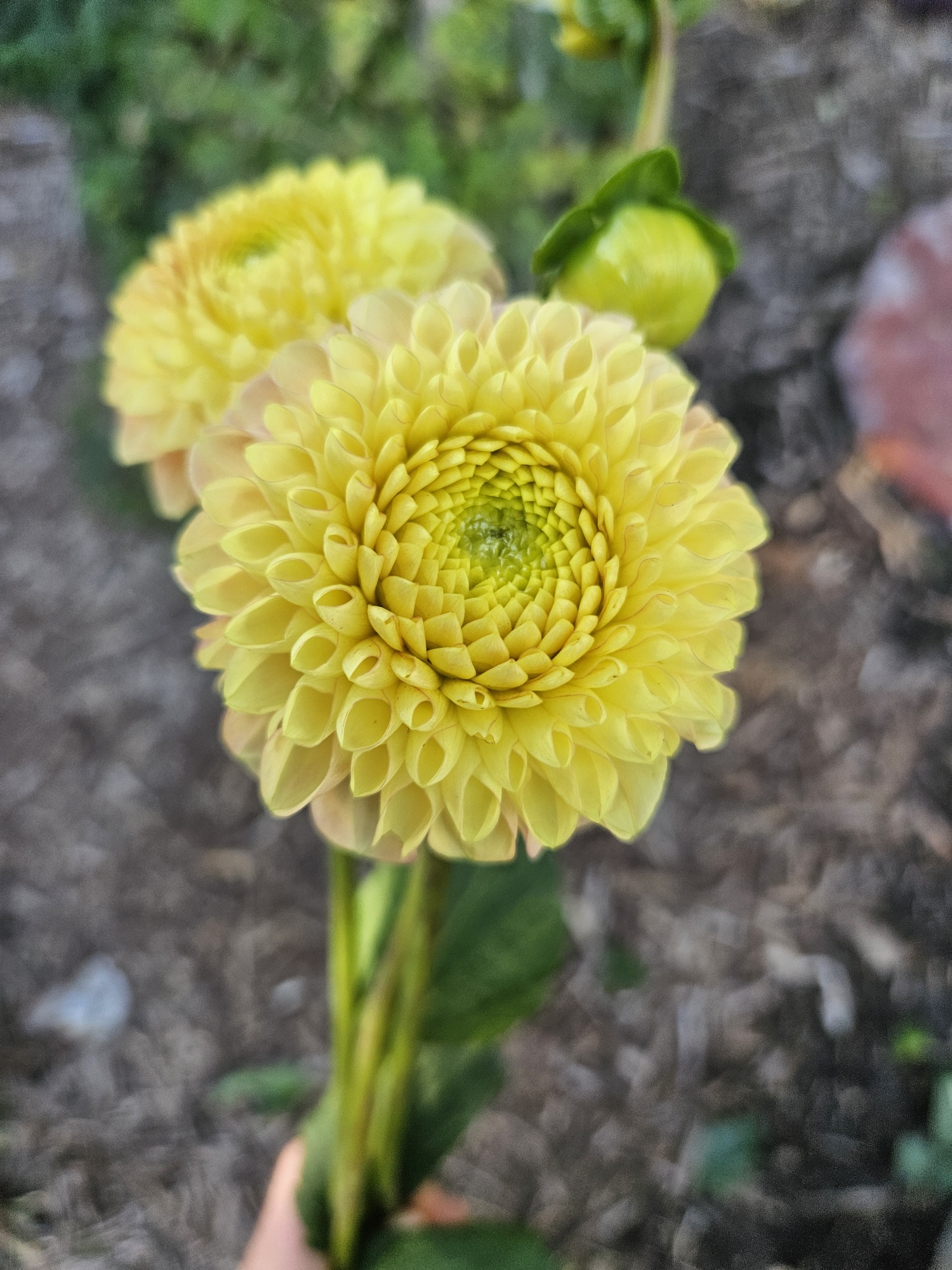 Dahlia Fiona