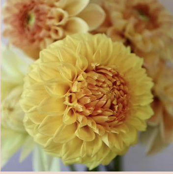 Dahlia