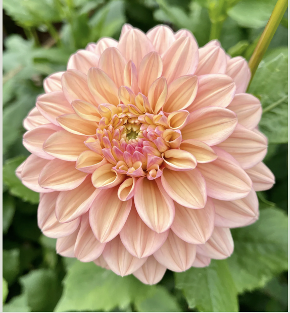 Dahlia
