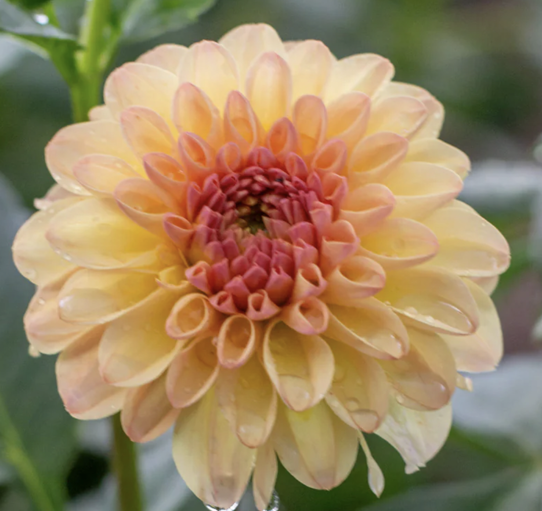 Dahlia