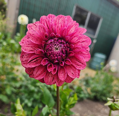 Dahlia