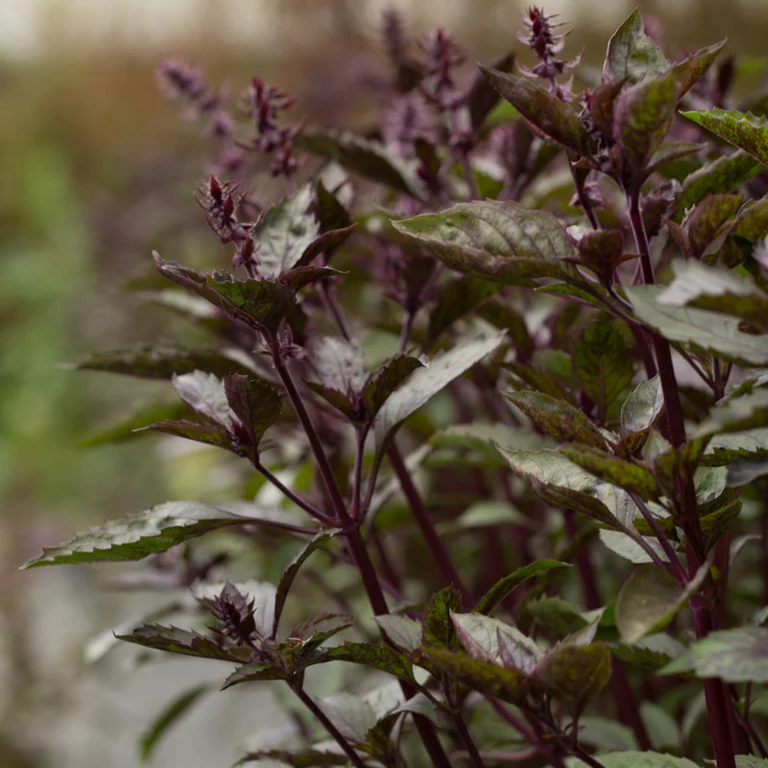 Basil