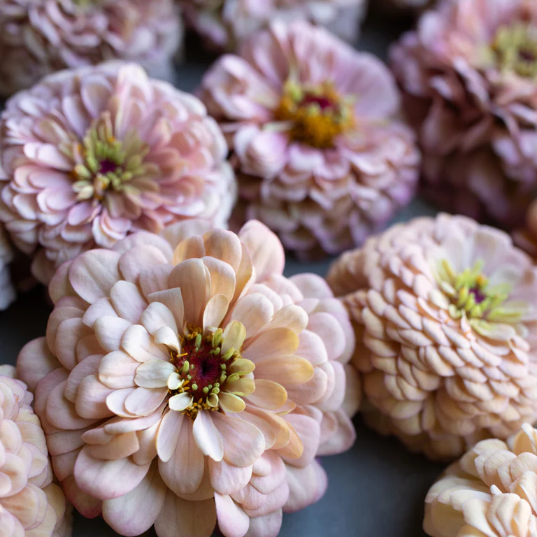 Zinnia