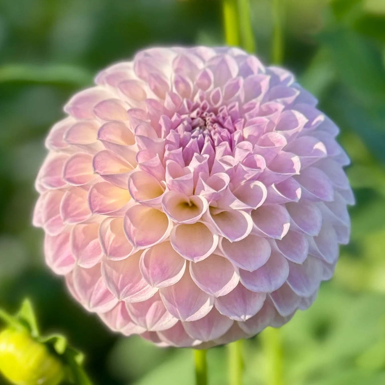 Dahlia