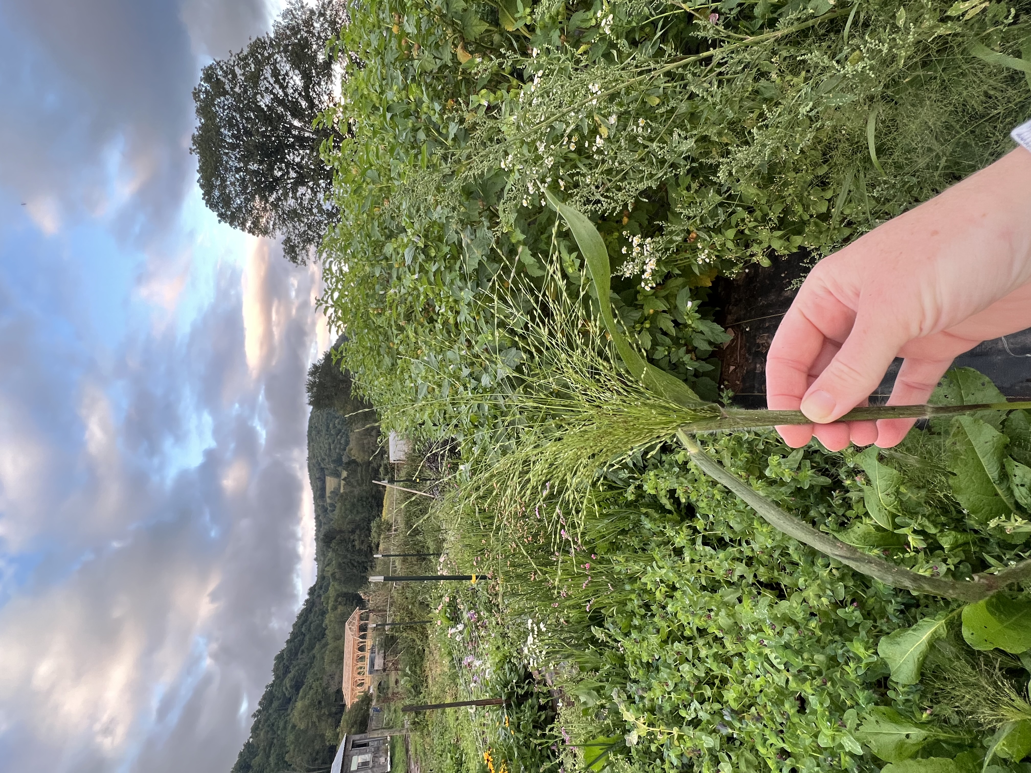 Mixed greens and foliage