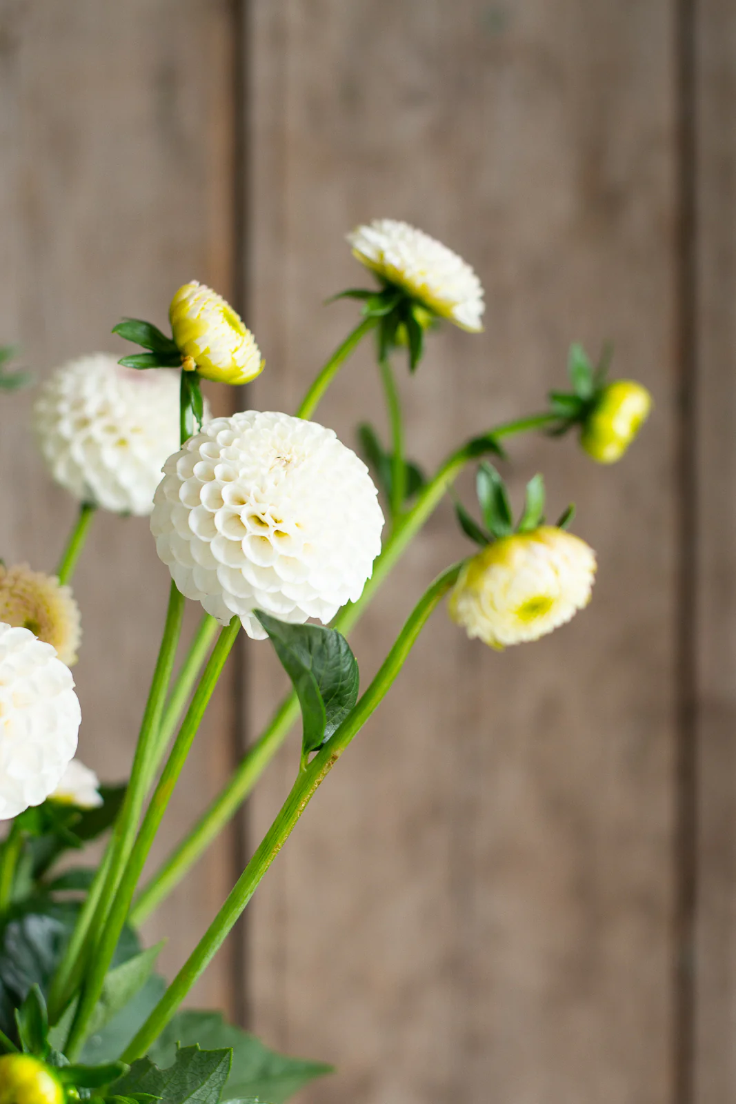 Dahlia