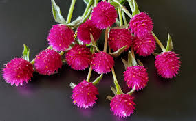 Gomphrena Carmine
