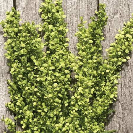 Atriplex