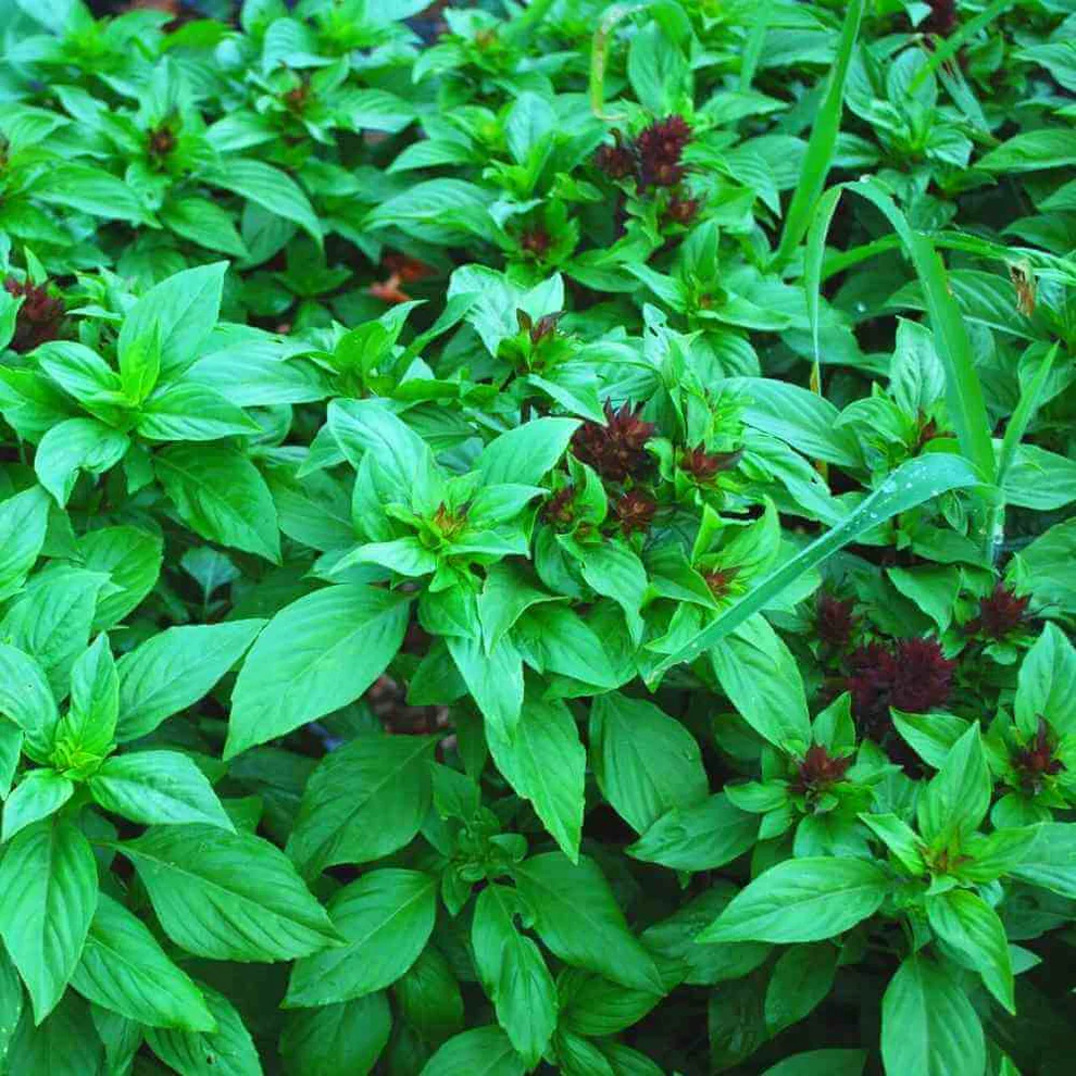Basil