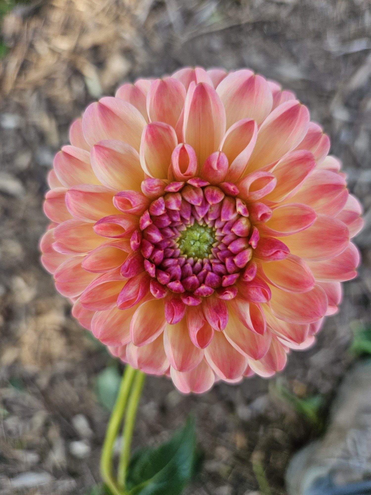 Dahlia Hapet Salmon